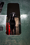 Mongrel dog