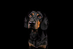 Mongrel dog