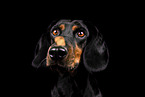Mongrel dog