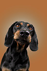 Mongrel dog