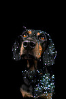 Mongrel dog