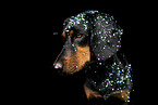 Mongrel dog