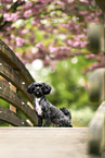 Mongrel dog