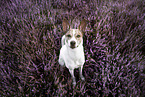 Mongrel dog