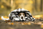 Mongrel dog