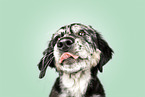 Mongrel dog