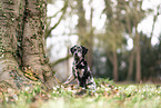 Mongrel dog