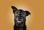 Mongrel dog