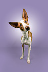Mongrel dog
