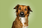 Mongrel dog