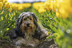 Mongrel dog