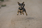 Mongrel dog
