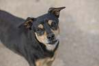 Mongrel dog