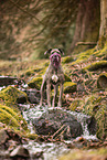 Mongrel
