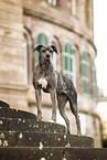 Mongrel