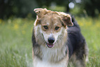 Mongrel dog