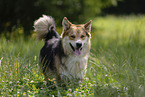 Mongrel dog
