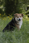 Mongrel dog