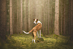 Mongrel