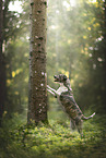 Mongrel dog