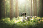 Mongrel dog