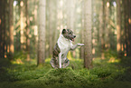 Mongrel dog