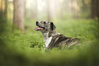 Mongrel dog