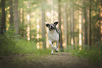Mongrel dog