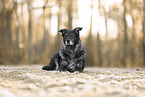 Mongrel dog