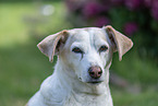 mongrel dog