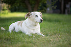 mongrel dog