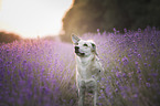 Mongrel dog