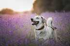 Mongrel dog