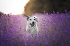 Mongrel dog