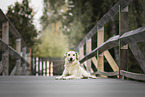 Mongrel dog
