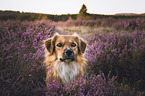 Mongrel dog