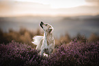 Mongrel dog
