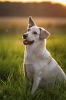 Mongrel dog
