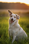 Mongrel dog
