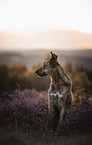 Mongrel dog