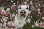 Mongrel dog