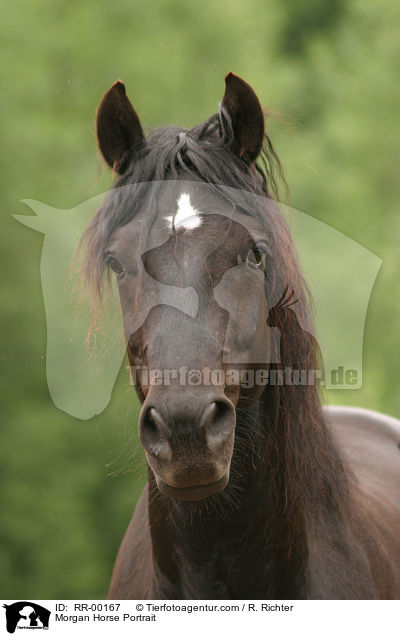 Morgan Horse Portrait / Morgan Horse Portrait / RR-00167