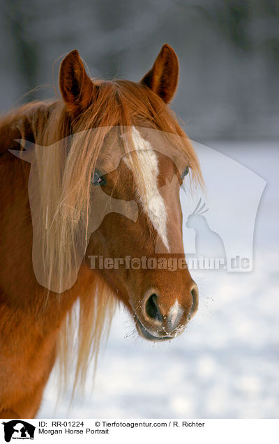 Morgan Horse Portrait / Morgan Horse Portrait / RR-01224