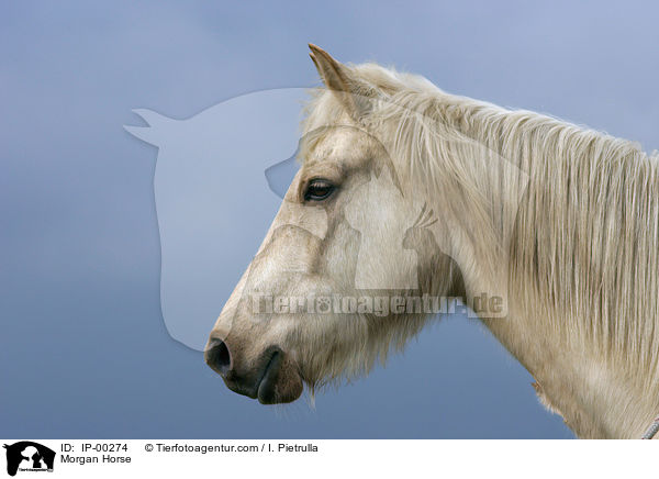 Morgan Horse / IP-00274