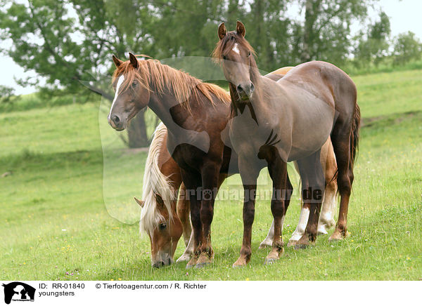 youngsters / RR-01840