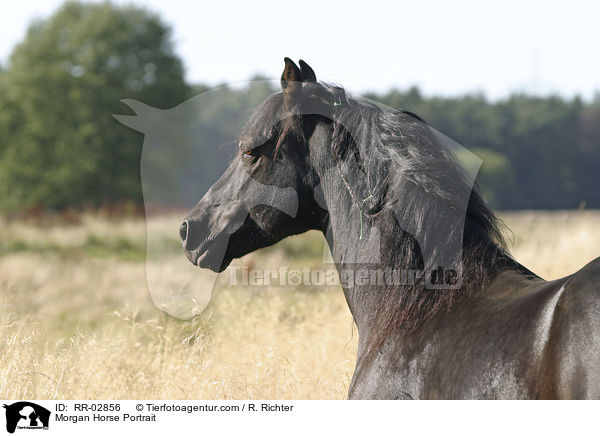 Morgan Horse Portrait / Morgan Horse Portrait / RR-02856