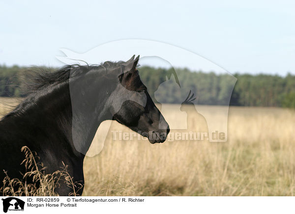 Morgan Horse Portrait / Morgan Horse Portrait / RR-02859