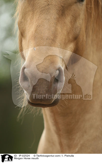 Morgan Horse Maul / Morgan Horse mouth / IP-02524