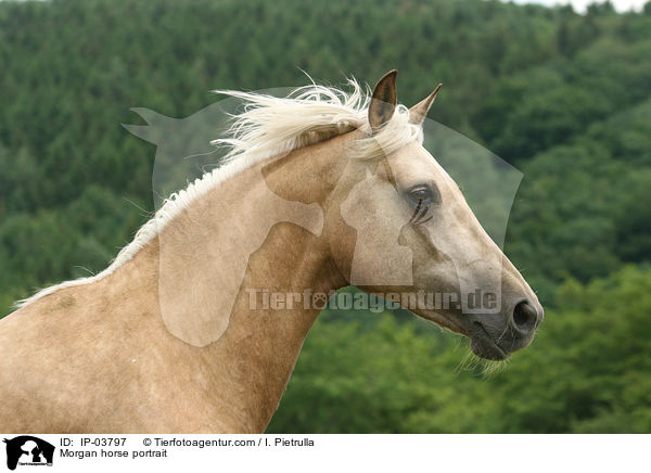 Morgan horse portrait / IP-03797