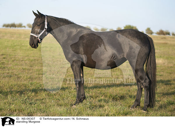 standing Murgese / NS-06307